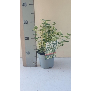 Euonymus fortunei Silver Queen