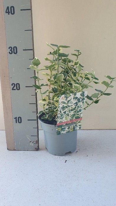 <h4>Euonymus fortunei Silver Queen</h4>