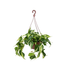 PHILODENDRON BRANCO C21 PENDENTE