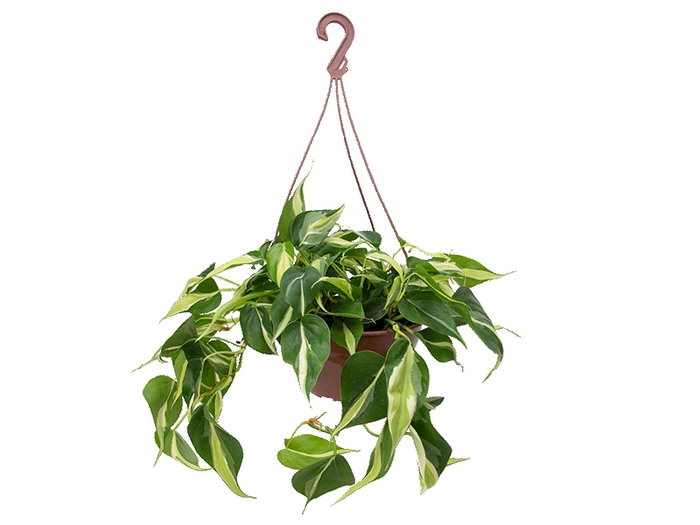 <h4>PHILODENDRON BRANCO C21 PENDENTE</h4>