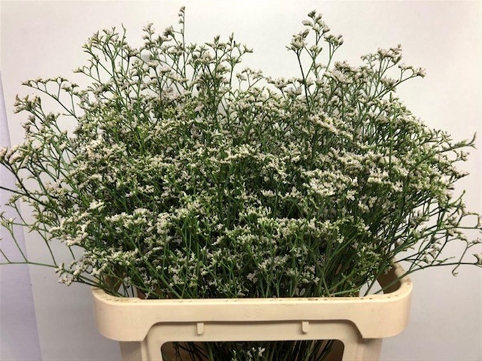 <h4>LIM WHITE NETO</h4>