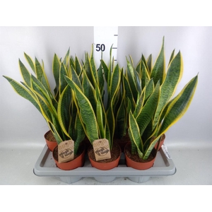 Sansevieria trifa. 'Laurentii'
