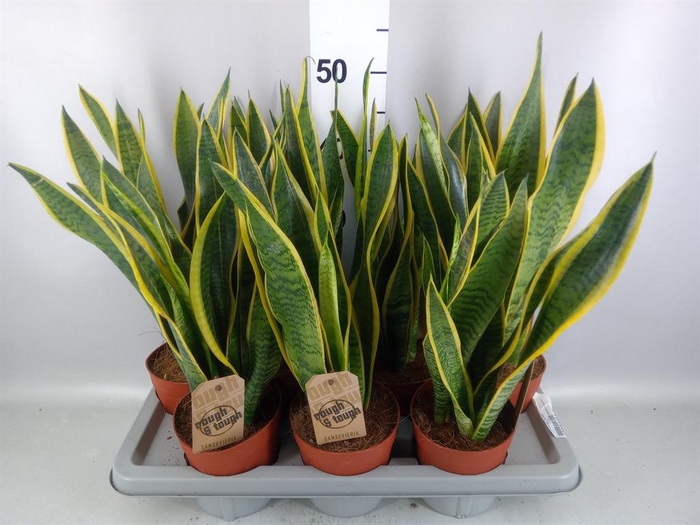 <h4>Sansevieria trifa. 'Laurentii'</h4>