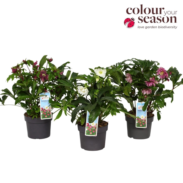 <h4>Helleborus orientalis mix P19</h4>