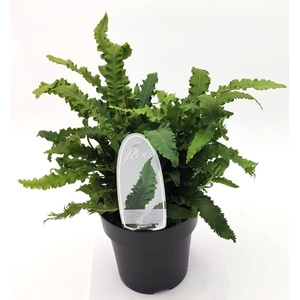Asplenium scolopendrium