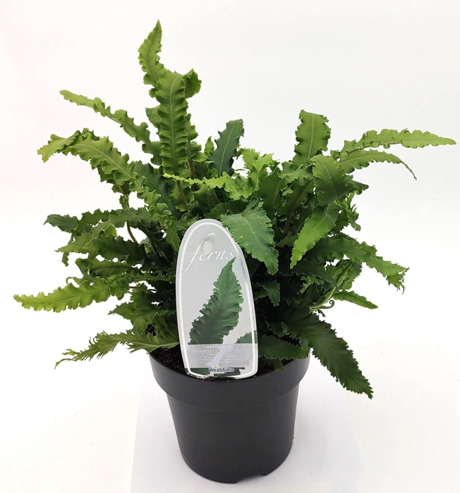 <h4>Asplenium scolopendrium</h4>