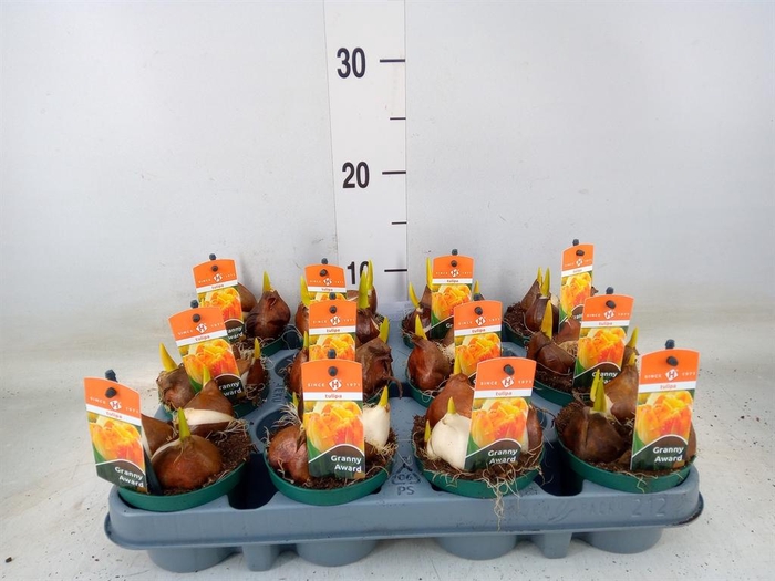 <h4>Tulipa   ...</h4>