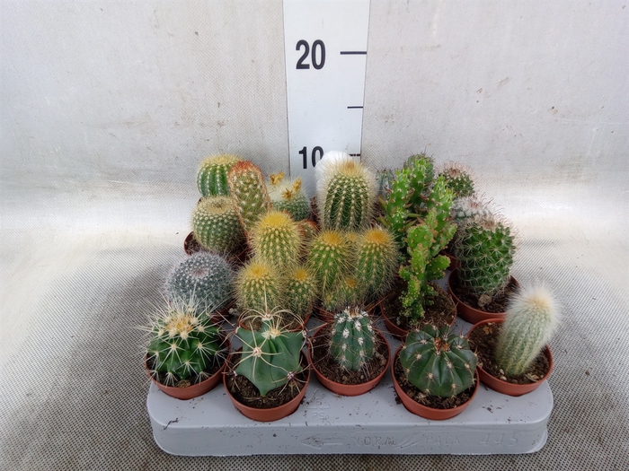 <h4>Cactus   ...mix</h4>
