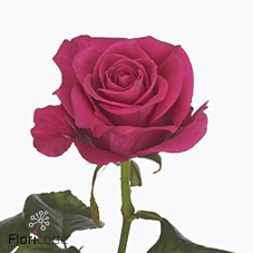 Rosa large xoch!