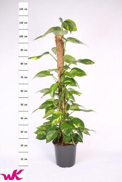 <h4>EPIPR MOSSTOK</h4>