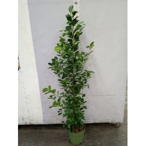 Ficus microcarpa 'Moclame'