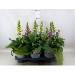 Digitalis purp. 'Camelot'   ...mix