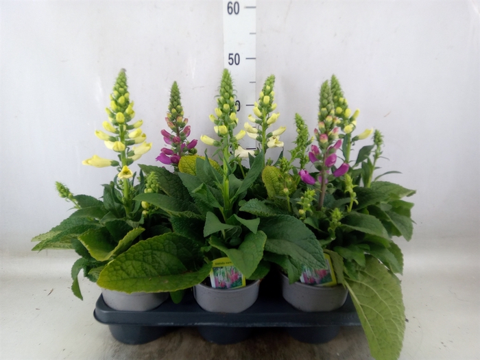 <h4>Digitalis purp. 'Camelot'   ...mix</h4>
