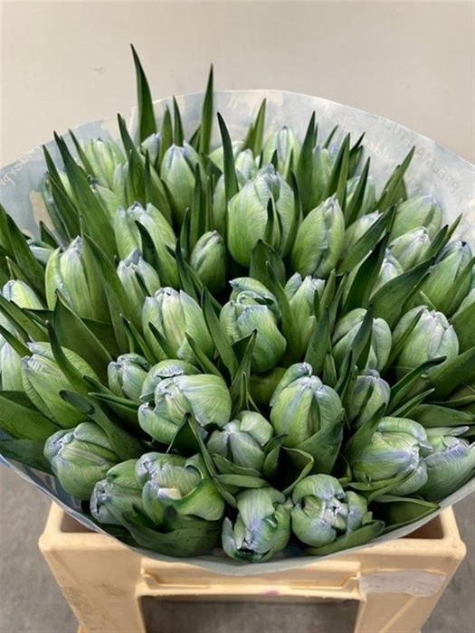 <h4>Tu Kb Polar Light</h4>