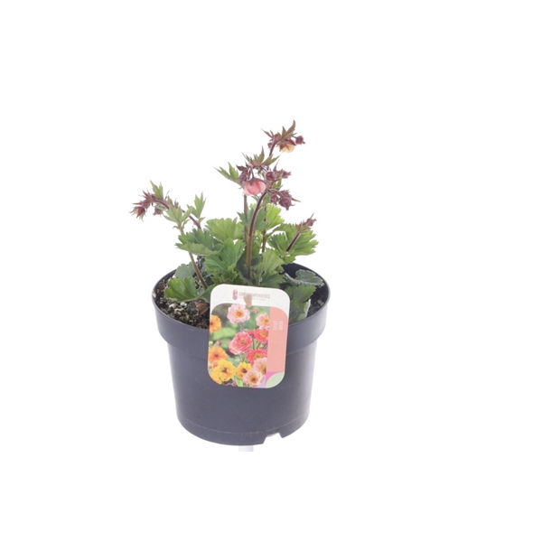 <h4>Geum Tempo Rose</h4>