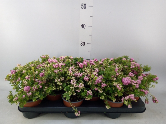 <h4>Gaultheria   ...rose berry</h4>