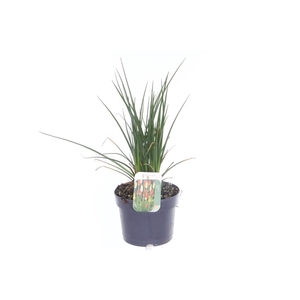 Kniphofia Poco Red