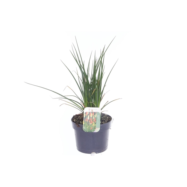 <h4>Kniphofia Poco Red</h4>