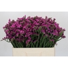Limonium sinuatum Rosa Sun Birds