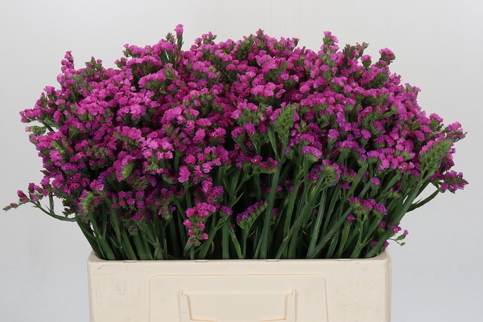 <h4>Limonium sinuatum Rosa Sun Birds</h4>
