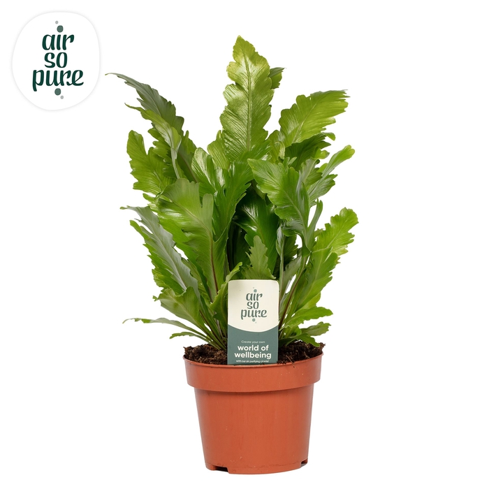 <h4>Asplenium nidus 'Campio'</h4>