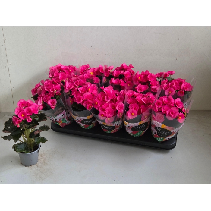 <h4>BEG HL ADONIA PINK</h4>