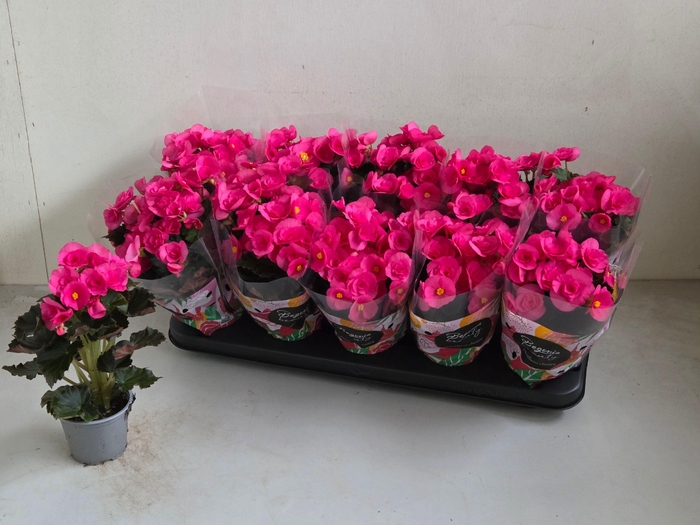 <h4>BEG HL ADONIA PINK</h4>