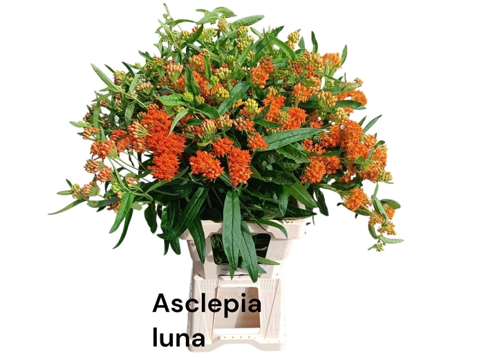<h4>ASCL T LUNA</h4>