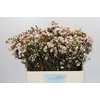 Chamelaucium Moonlight Delight