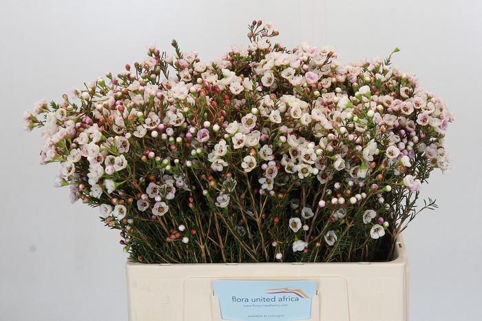 Chamelaucium Moonlight Delight