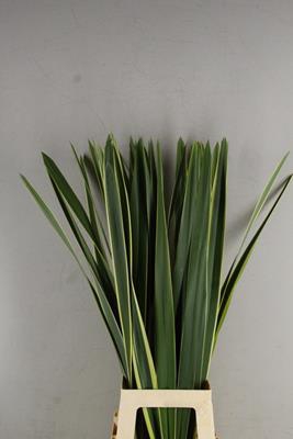 <h4>Phormium Variegatum</h4>