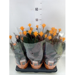 Calathea crocata 'Tassmania'