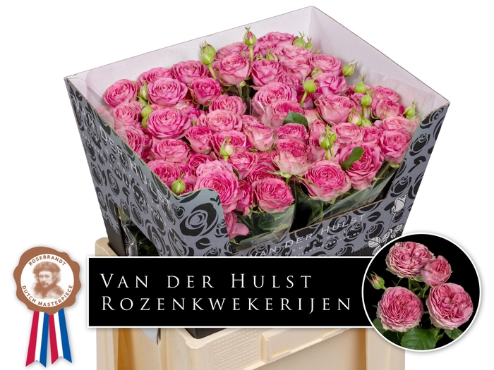 <h4>Rosa TR 'Paradox!'</h4>