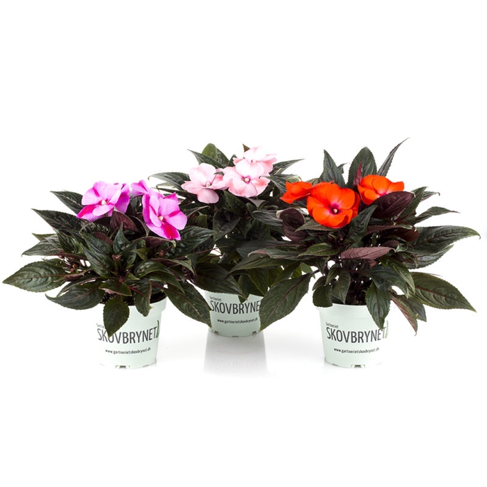 <h4>IMPATIENS NEW-GUINEA HYB. p12</h4>