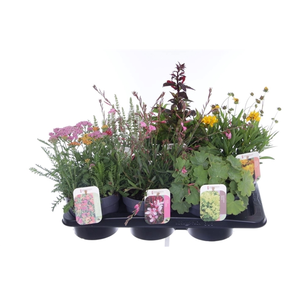 <h4>Vaste planten mix in tray</h4>