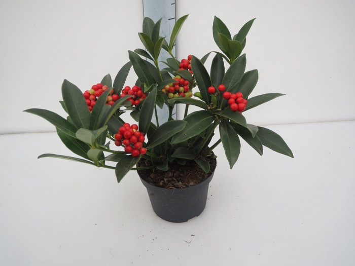 <h4>O'Berries Bold</h4>