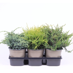 Juniperus