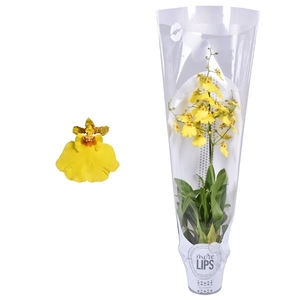 MoreLIPS® Oncidium Münsterland Stern 1 tak met witte showhoes