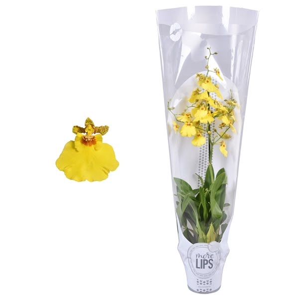 <h4>MoreLIPS® Oncidium Münsterland Stern 1 tak met witte showhoes</h4>