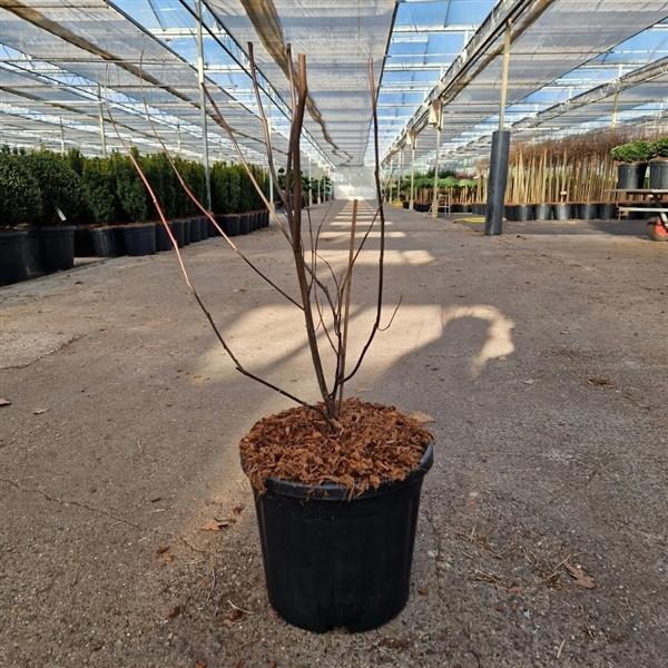 <h4>Cercis chinensis 'Avondale'</h4>