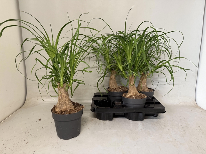 <h4>BEAUCARNEA RECUR</h4>