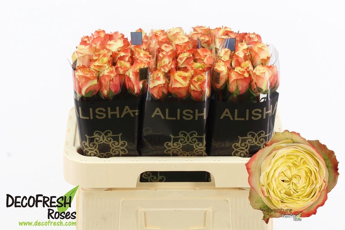 <h4>Rs gr Adventure</h4>