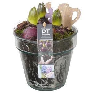 PTHC9196 Arrangement Hyacints in glas vaas