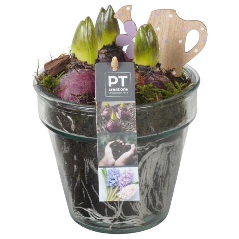 <h4>PTHC9196 Arrangement Hyacints in glas vaas</h4>