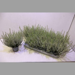 Calluna Wit