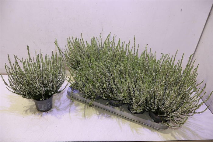 <h4>Calluna Wit</h4>