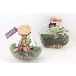 arr3 WR - Terrarium Juno hanger x4