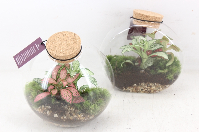 <h4>arr3 WR - Terrarium Juno hanger x4</h4>