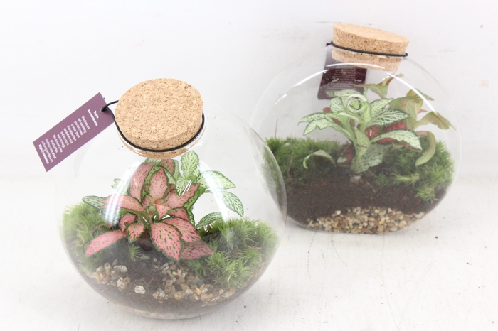 <h4>arr3 WR - Terrarium Juno hanger x4</h4>