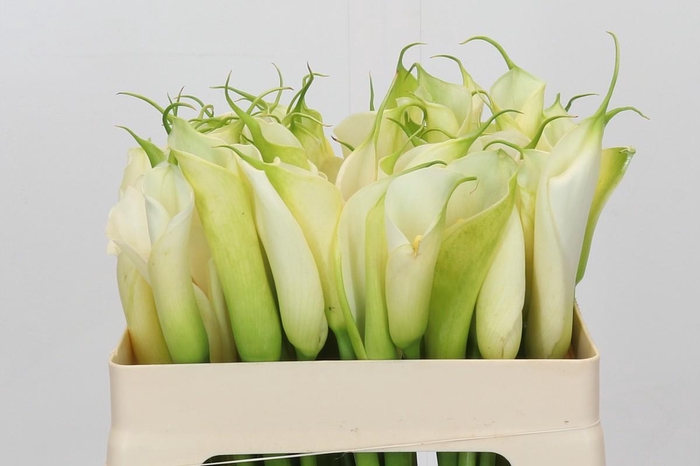 Zantedeschia Eydolls White